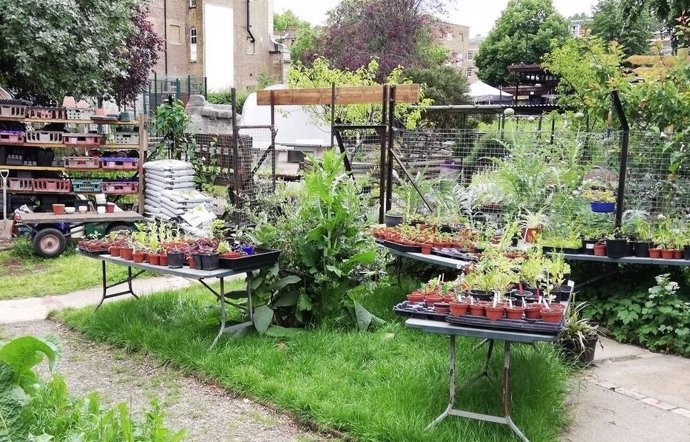 Preparando plántulas para plantar en un jardín colectivo en Londres
