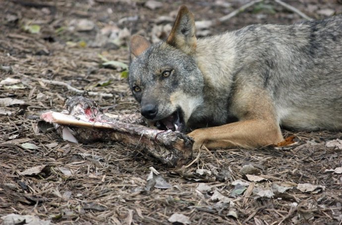 Un lobo come los restos de un animal.