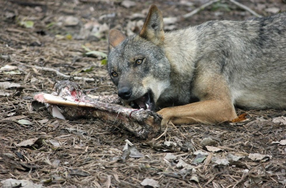 Un lobo come los restos de un animal.