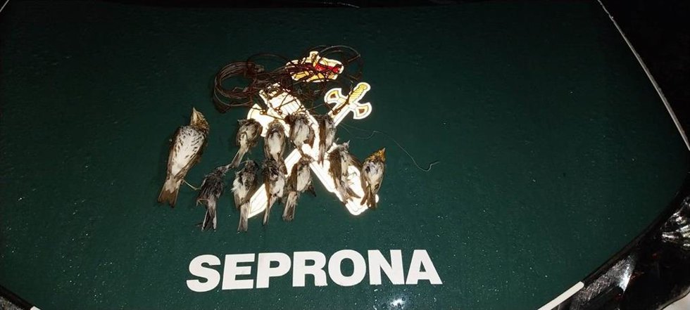 Pájaros intervenidos tras la caza con artes prohibidas en olivos de Montoro.