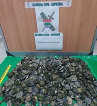 Detenido en Tarifa (Cádiz) con 20 kilos de lapas protegidas en peligro de extinción