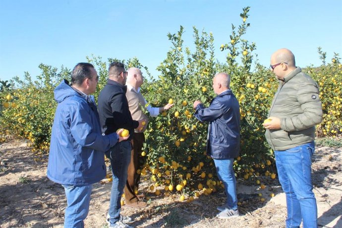 Representantes de La Unió Llauradora visitan un cultivo de limones en Orihuela (Alicante)