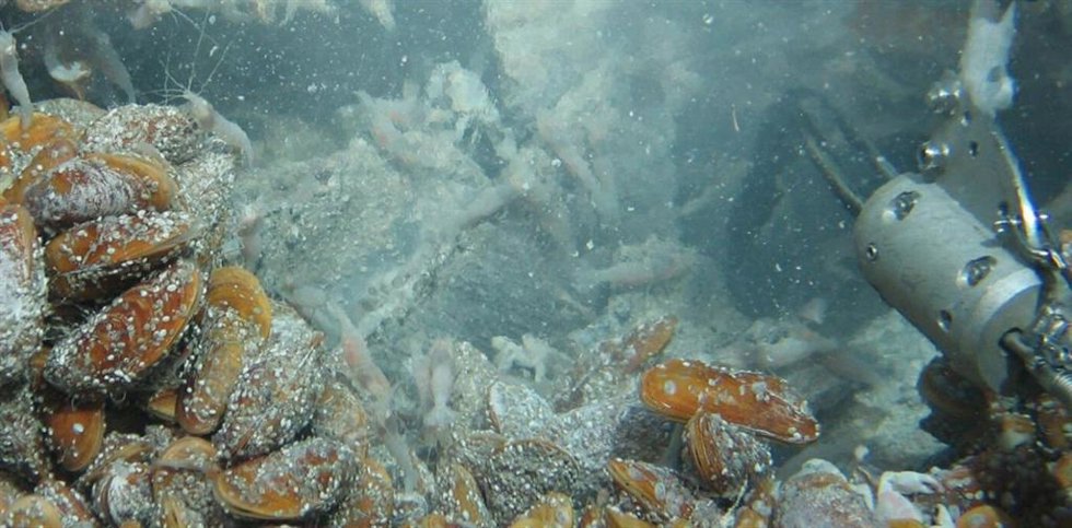 Archivo - Impacto de la minería submarina.