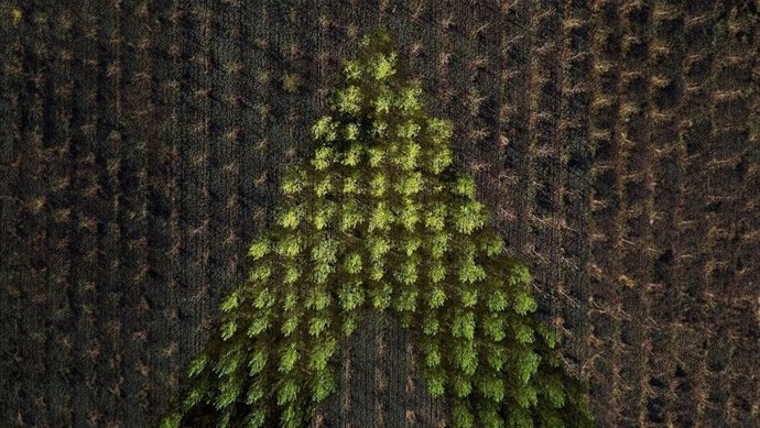 Archivo - BBVA crea un nuevo monográfico descargable sobre la reforestación sostenible como técnica de conservación y recuperación de la biodiversidad.