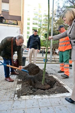 Plantación de árboles en Cádiz.