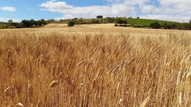 Archivo - Campo de trigo.