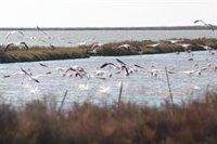 Fernández-Pacheco asegura que el "único uso" de Veta la Palma será ecológico y que su potencial es "apasionante"