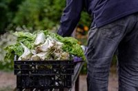 La producción de verduras congeladas cae un 1% en 2023 impactada por la sequía