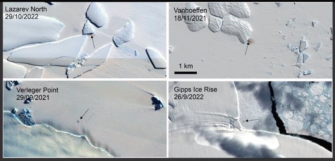 Imágenes Sentinel-2 de los cuatro nuevos sitios tomadas a escala constante. Las flechas muestran la ubicación de las colonias de pingüinos emperador.