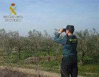Investigado un hombre por el hurto de 1.500 kilos de aceituna en una finca de Chauchina (Granada)