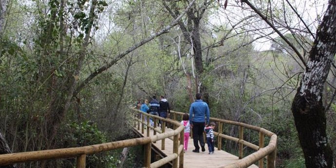 Archivo - Sendero en Doñana. 