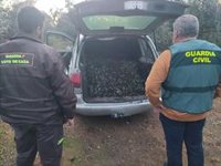 Cuatro detenidos con dos toneladas de aceituna robada en una finca de Espejo (Córdoba)