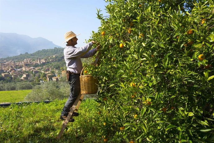 Archivo - Un agricultor recogiendo naranjas.