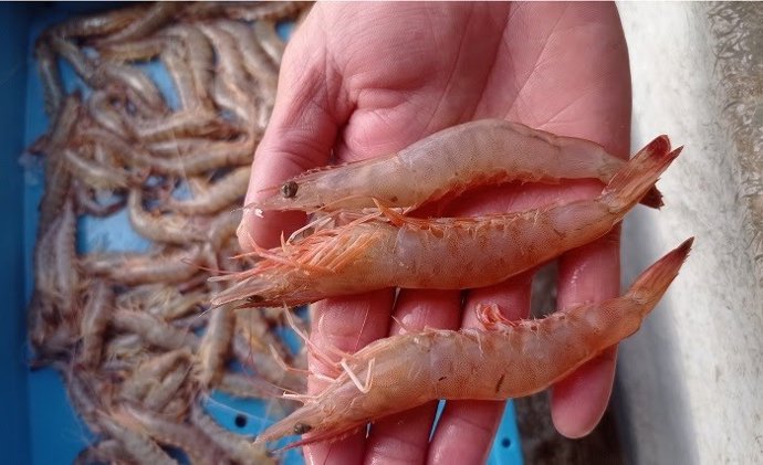 Ejemplar de lagostino café de tamaño mediano
