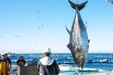 Foto: Identifican los efectos positivos del selenio del atún rojo de acuicultura para contrarrestar el mercurio