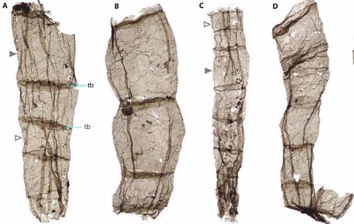 Fósil multicelular Qingshania de la Formación Chuanlinggou.