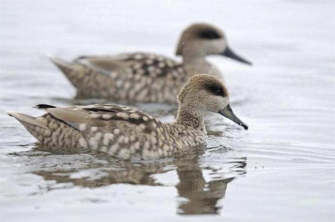 La reproducción de la cerceta pardilla registrada en España en 2023 disminuyó un 35% respecto a los datos de la temporada anterior debido a la grave sequía que sufren las áreas reproductoras de esta especie, sobre todo en el sur de la península ibérica.