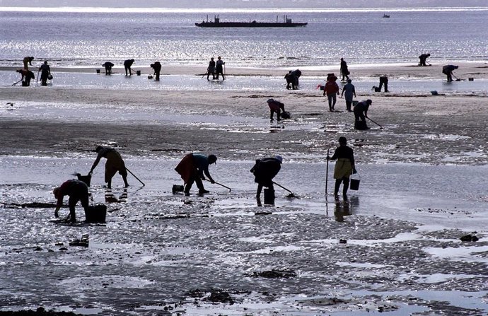 Archivo - Mariscadores trabajando.