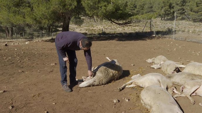 Ganadero valenciano pierde diez ovejas en el primer ataque de lobo en la Comunitat Valenciana