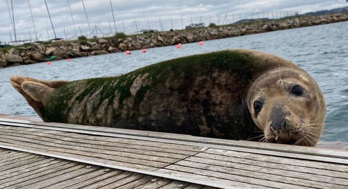 Lobo marino en el muelle de Oza, en A Coruña