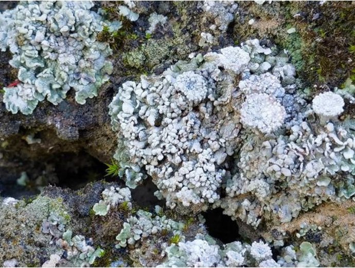 Vista lejana de las biocostras de La Gran Muralla China.