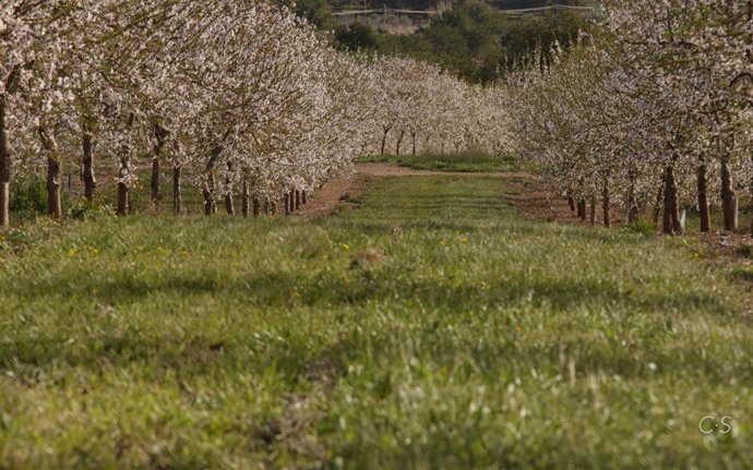Archivo - Un campo de almendros.