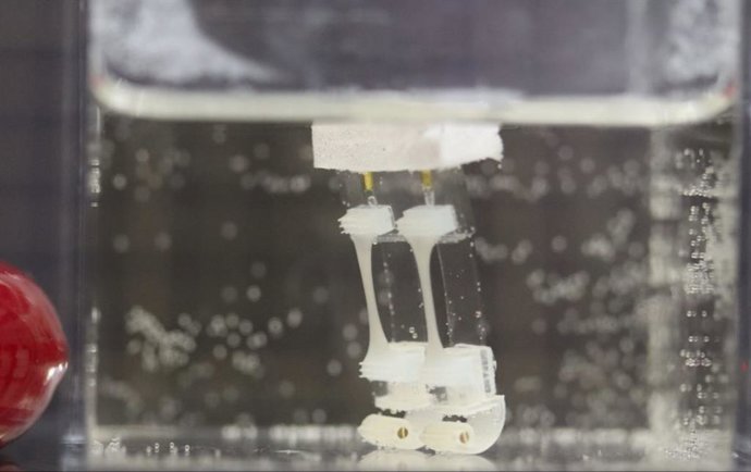 Robot biohíbrido de dos patas.