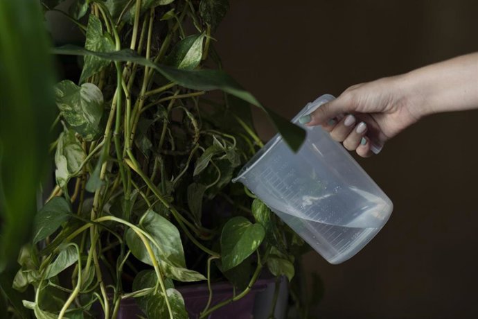 Archivo - Imágenes de recurso de una persona regando