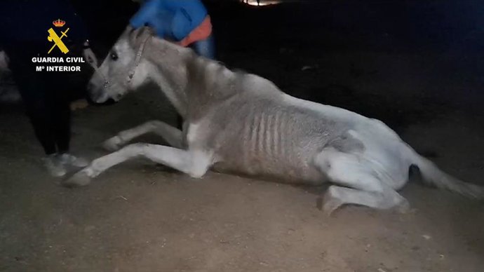 Detenida una persona por la muerte de un caballo en la isla de Gran Canaria