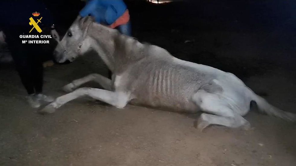 Detenida una persona por la muerte de un caballo en la isla de Gran Canaria