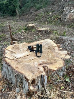 Tala en la zona de Leza