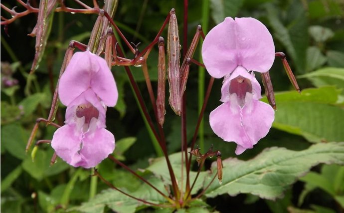 Se crea la primera base de datos sobre los impactos de las plantas invasoras en Europa.