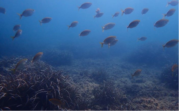 La Generalitat hace seguimiento científico de las reservas marinas de interés pesquero de Tabarca, cabo de San Antonio y Sierra de Irta