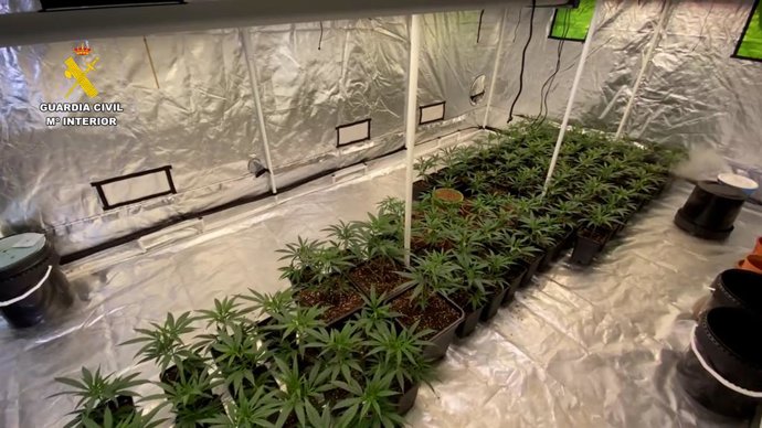 Dos detinguts i desmantellada una plantació de marihuana indoor a Benissa amb més de 760 plantes