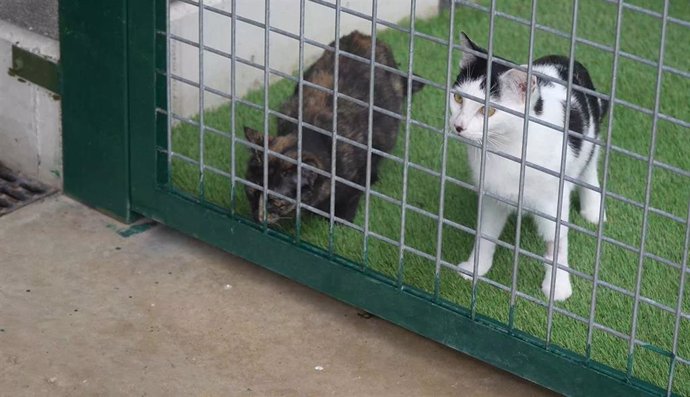 Gatos en el Centro de Atención de Animales.