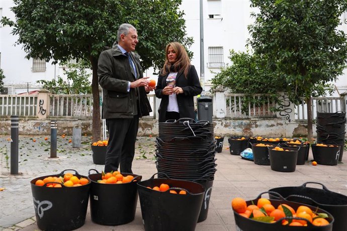 El alcalde de Sevilla, José Luis Sanz, y la delegada responsable de Lipasam, Evelia Rincón, comprueban cómo transcurre la campaña de recogida de naranjas.