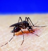 Foto: El ECDC notifica cerca de 500.000 casos del virus de Chikungunya en 2023, que ha provocado más de 400 muertes