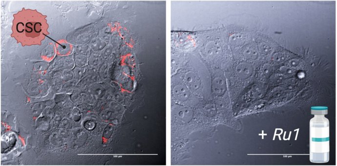 Investigadores de la USC y el CSIC desarrollan un nuevo compuesto que actúa sobre las células madre cancerígenas