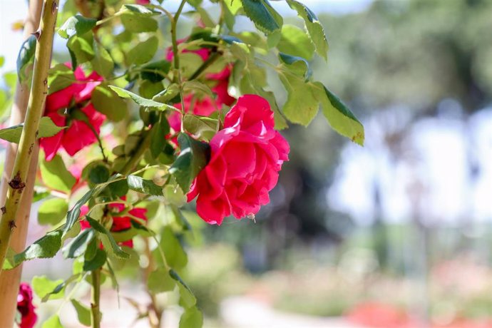 Archivo - Rosas en la Rosaleda del Parque del Oeste,en Madrid (España).