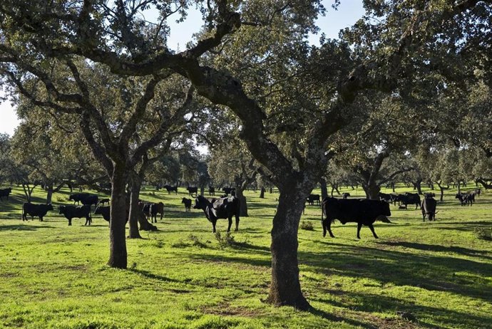 Archivo - Reses en una finca.