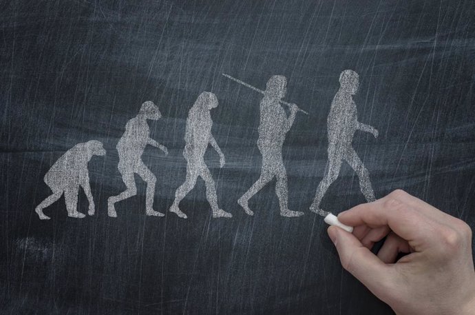 Archivo - Evolución de la forma de andar de los simios al hombre.