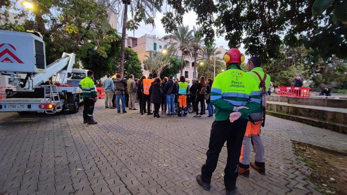 Protesta vecinal y ecologista para impedir la tala de los árboles bellasombra de la plaza Lloren Villalonga de Palma.