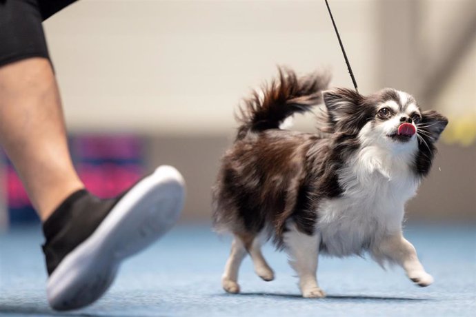 Archivo - 03 June 2023, Thuringia, Erfurt: A longhaired Chihuahua runs for judging at the Pedigree Dog and Cat Exhibition at Messe Erfurt. 1200 dogs and 200 cats of diverse breeds are exhibited and evaluated by judges at the two-day show. Photo: Michael R