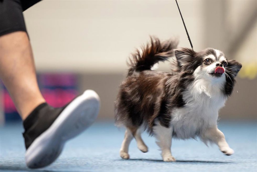 Archivo - 03 June 2023, Thuringia, Erfurt: A longhaired Chihuahua runs for judging at the Pedigree Dog and Cat Exhibition at Messe Erfurt. 1200 dogs and 200 cats of diverse breeds are exhibited and evaluated by judges at the two-day show. Photo: Michael