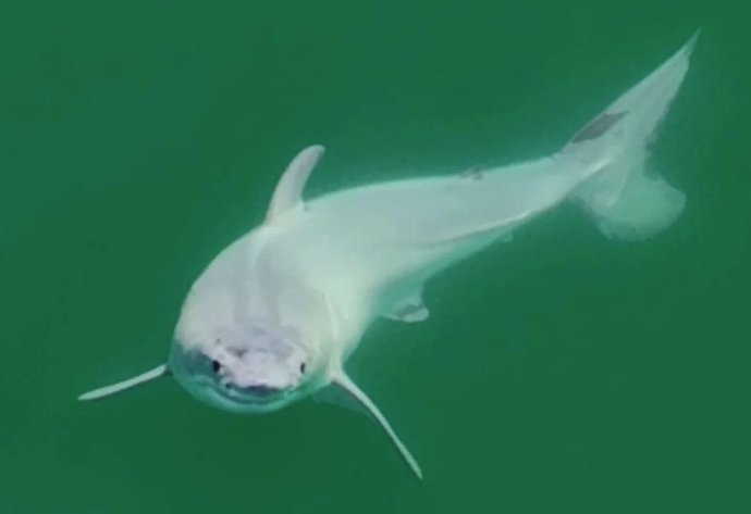 Tiburón blanco recién nacido, filmado frente a la costa de California, cerca de Santa Bárbara.