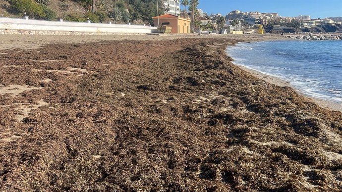 Retiradas en dos semanas unas 50 toneladas de algas asiáticas de las playas de Benalmádena