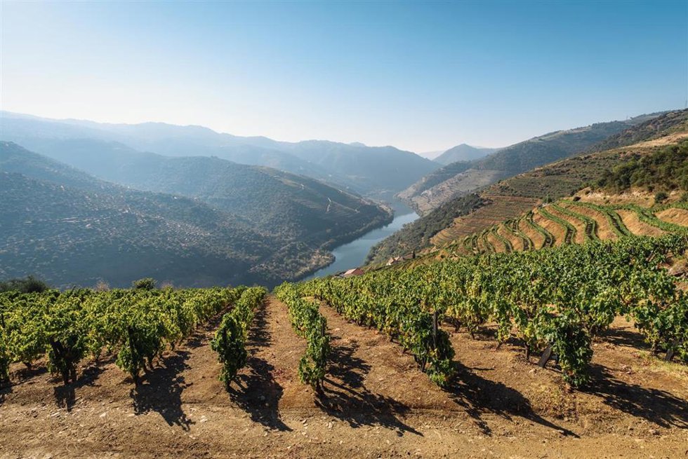 Archivo - Viñedos en Douro (Portugal).