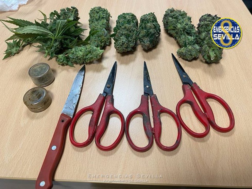 Cogollos de marihuana y material intervenido por la Policía Local de Sevilla a un coche en la glorieta de San Lázaro.
