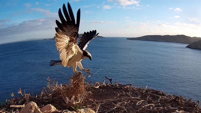 Captación del águila pescadora a través de la cámara recién instalada por la ONG SEO/BirdLife y el Govern Balear en el Parque Nacional Marítimo Terrestre de Cabrera con el fin de observar su ciclo reproductivo.