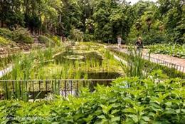 Imagen del estanque de plantas acuáticas del Real Jardín Botánico.